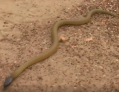 tajpan menší - nejjedovatější a nejagresívnější had na zemi, jeho jed by stačil usmrtit až 44 lidí, uštknutí je bleskově rychlé a smrtelné, po kliknutí na obrázek se otevře video s tajpanem