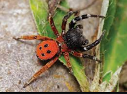 stepník moravský, nejjedovatější pavouk střední Evropy, s jedem podobným hadímu, objevený teprve v roce 2008! Zdravý člověk jeho kousnutí přežije.