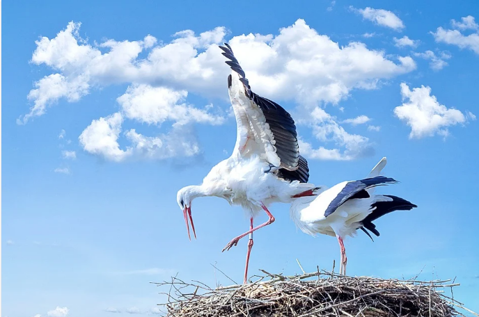 Léto - symbol přítomnosti viditelného Boha na Zemi, Božího syna Ježíše Krista, tzv. "milostivé léto Hospodinovo"